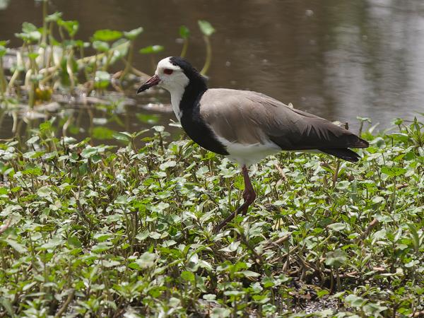 <h3><a href="/trips/tanzania/biota/animalia/chordata/aves/024 charadriiformes/009 charadriidae/vanellus crassirostris/vanellus crassirostris-nl.html">Vanellus&nbsp;crassirostris</a> / Long‑toed&nbsp;lapwing / Langteenkievit</h3>OM-1 Mark II met OLYMPUS M.150-400mm F4.5, 1/2000 sec  bij F4.5, ISO 320, afstand 29.5&nbsp;m